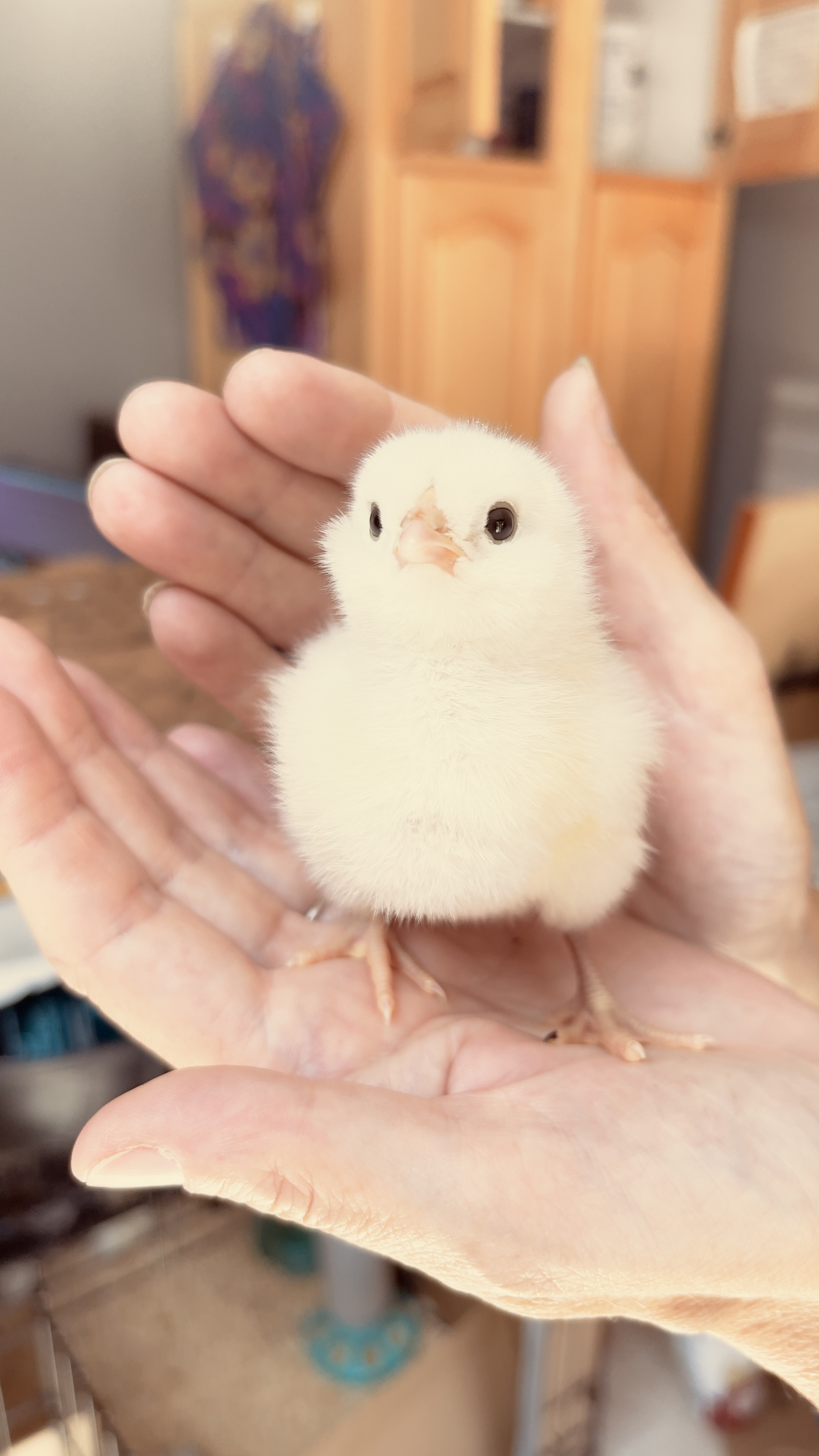 Ermine left foot right toe