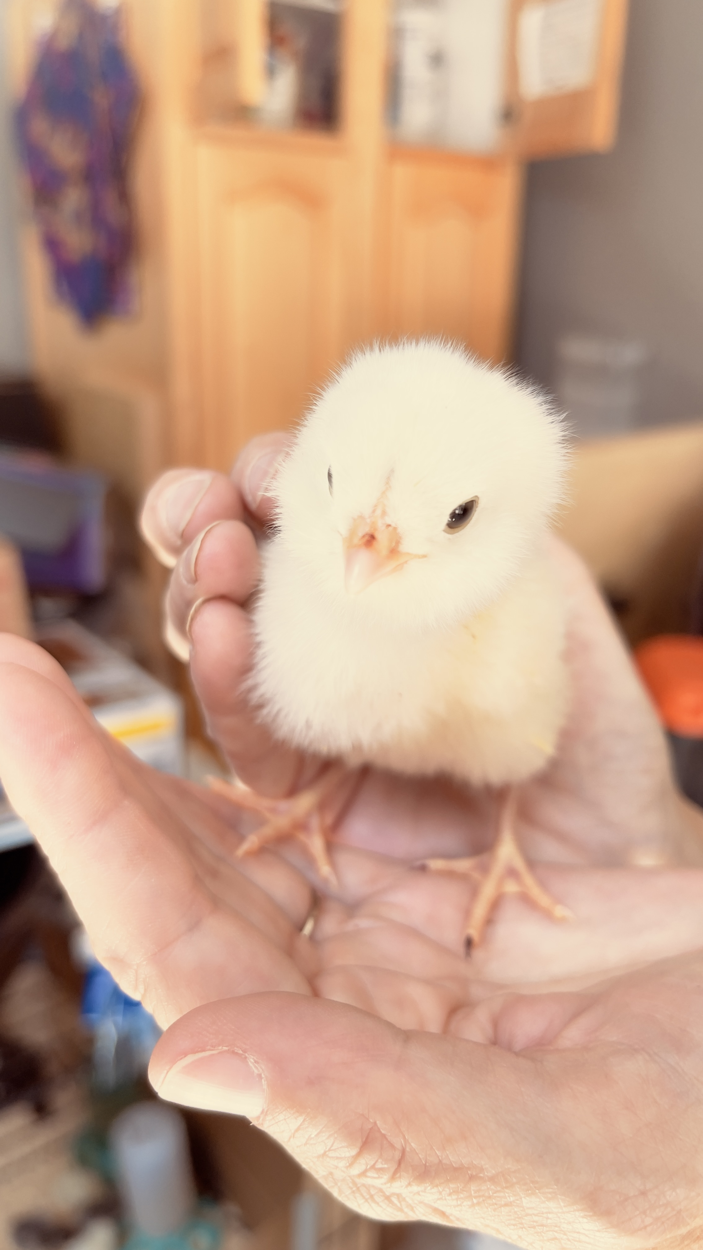 Ermine left foot middle toe